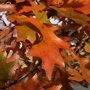 Quercus palustris
